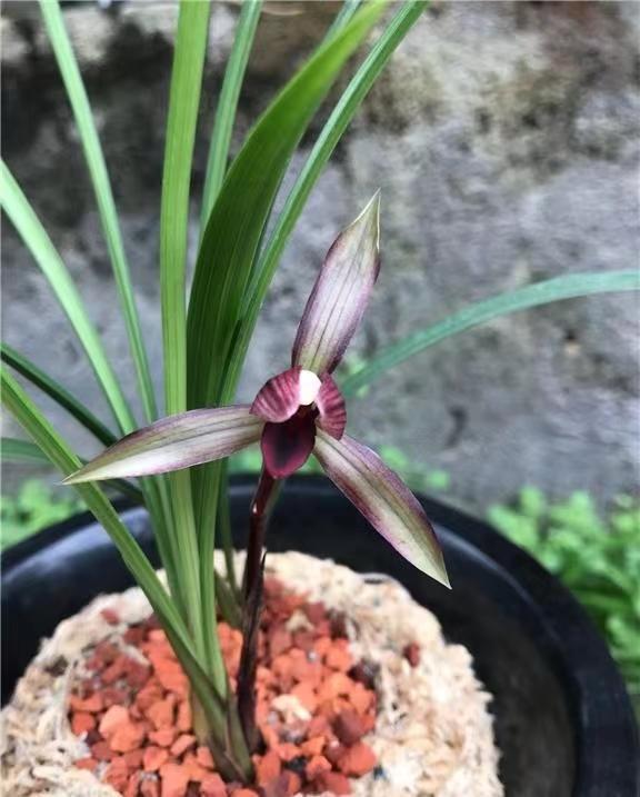 春兰滇红素,顶级品种,红花浓香,花期长久,盛开之后灵韵动人