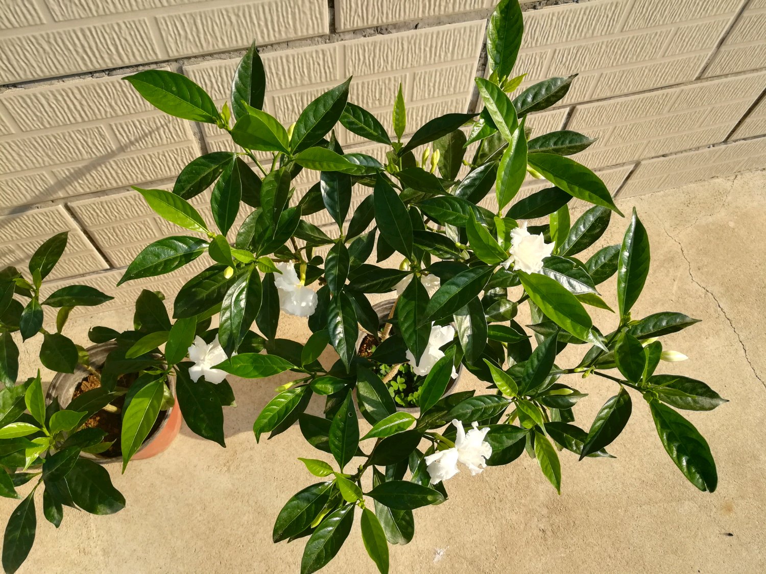 你的阳台还有位置吗?养棵"丁香茉莉",四季有花开,美丽又芳香