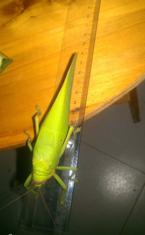 云南女生寝室发现体型大的巨拟叶螽,翅展达25厘米,引发网友热议