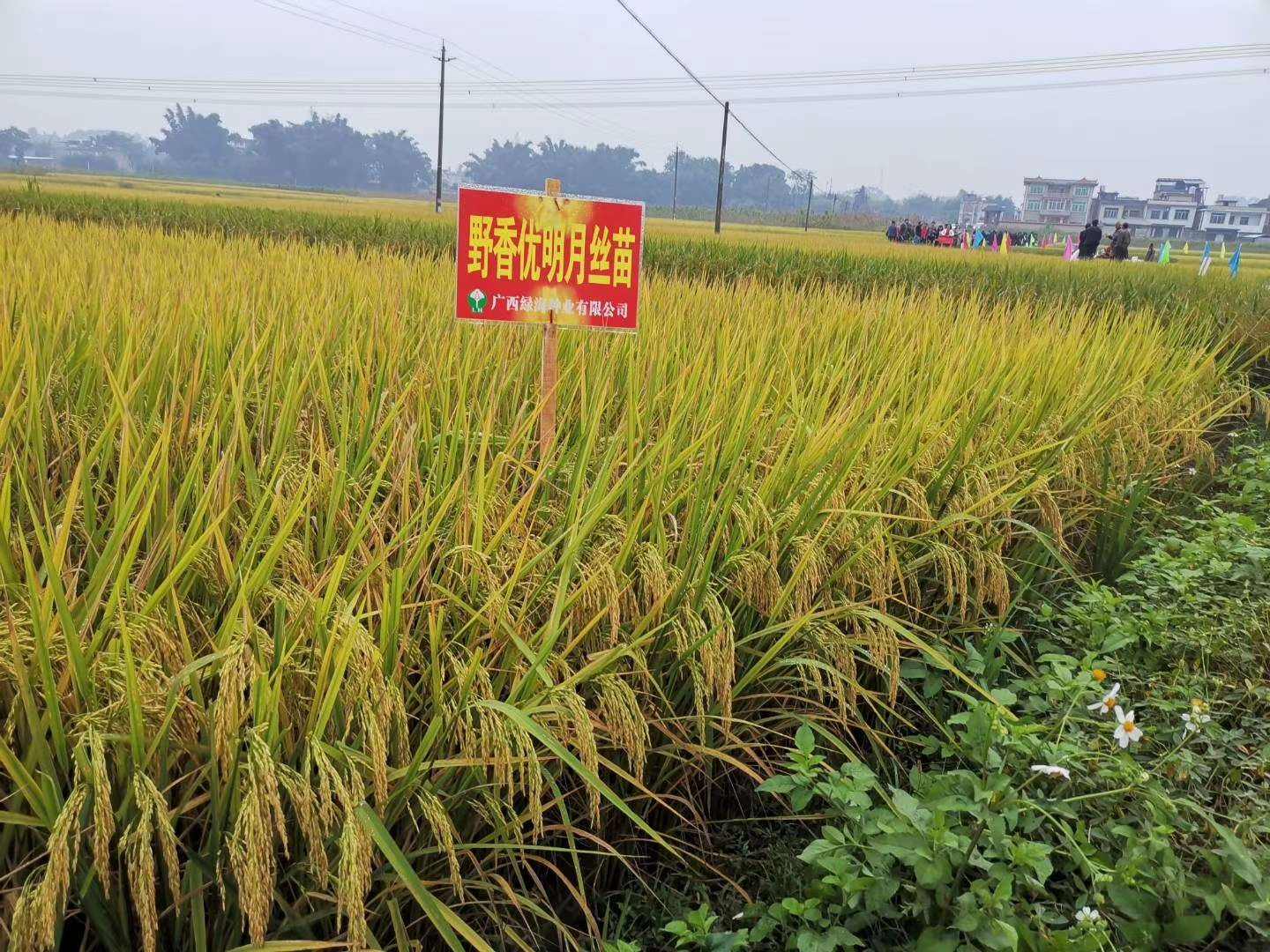 野香优明月丝苗:长粒型优质高产杂交水稻品种