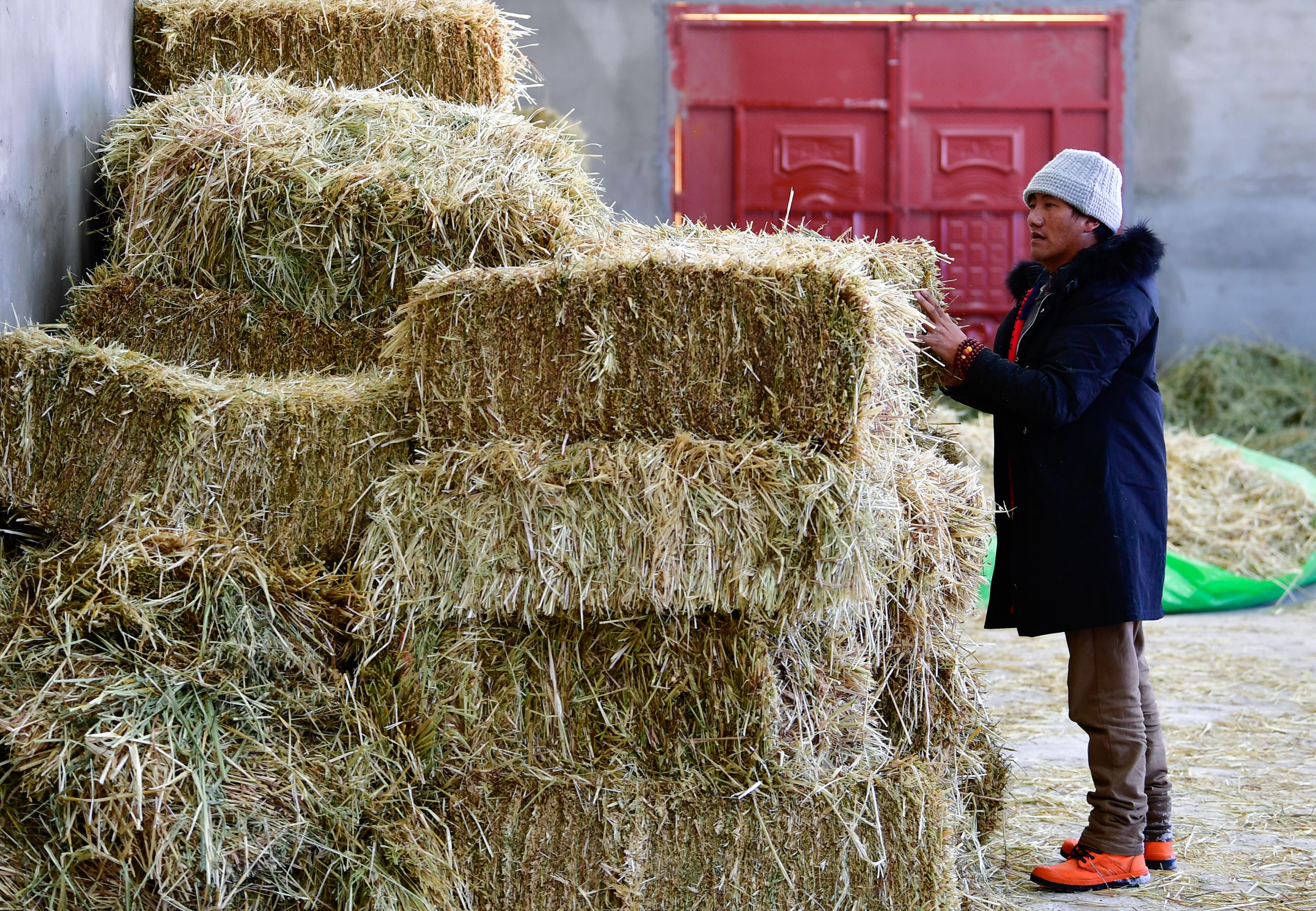 备足粮草好过冬——青海称多县采访见闻