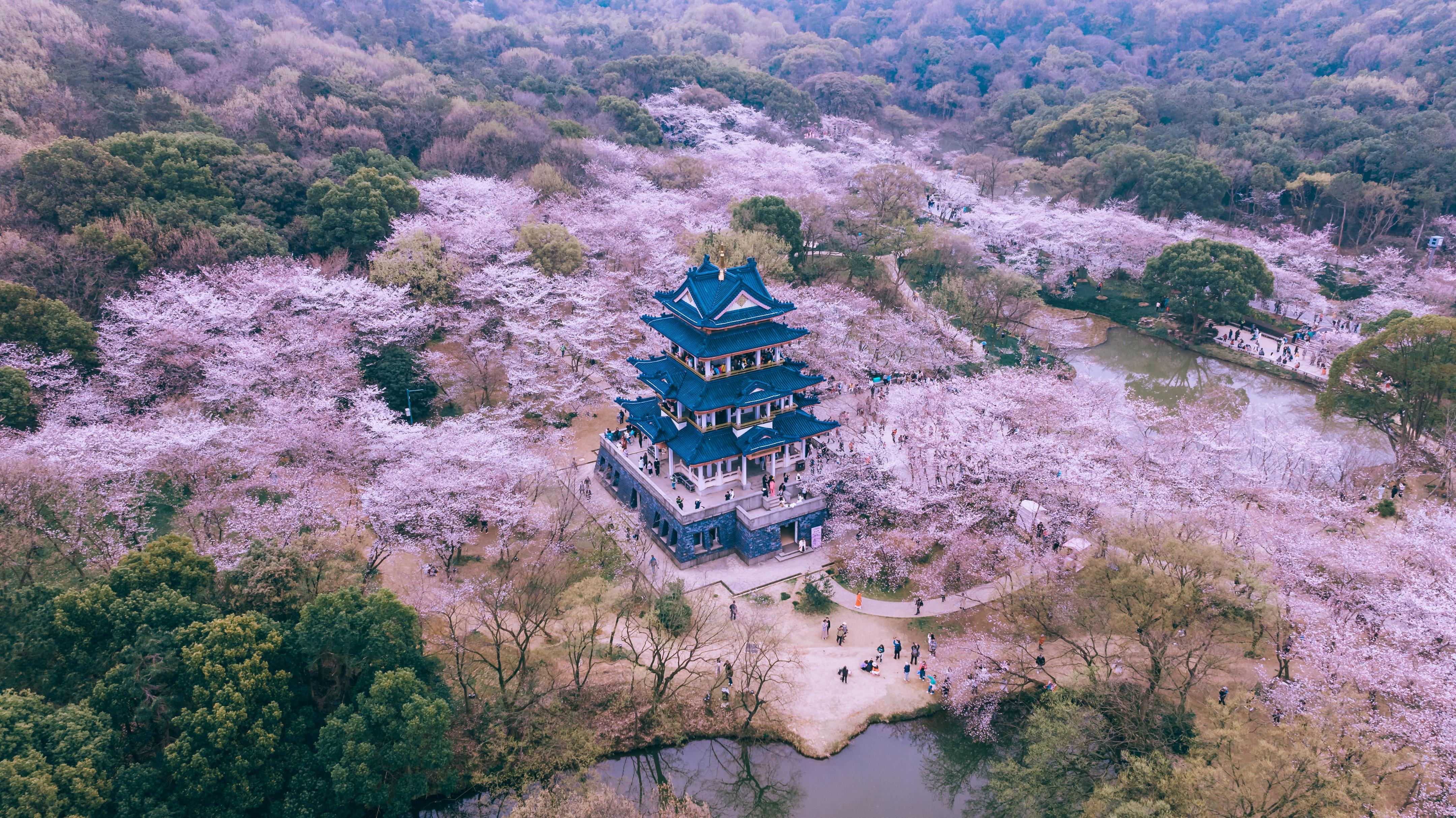 一座拱桥亭亭玉立于湖上,掩映樱花之中,那是多么美妙的一番意境