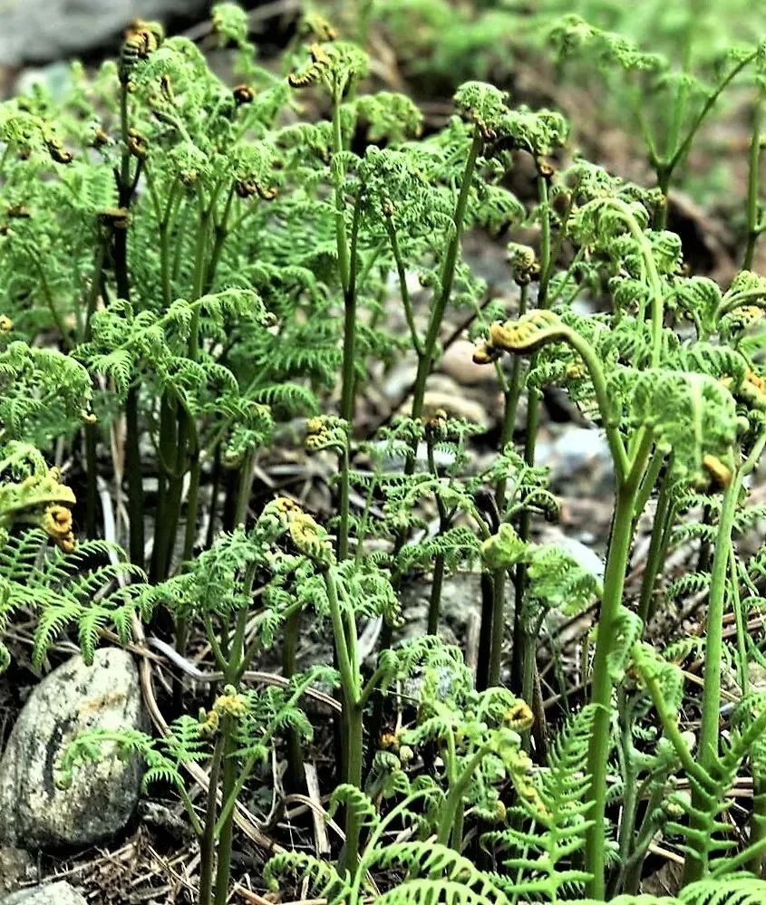 福建人最喜欢的15种春日野菜,你认得几个?