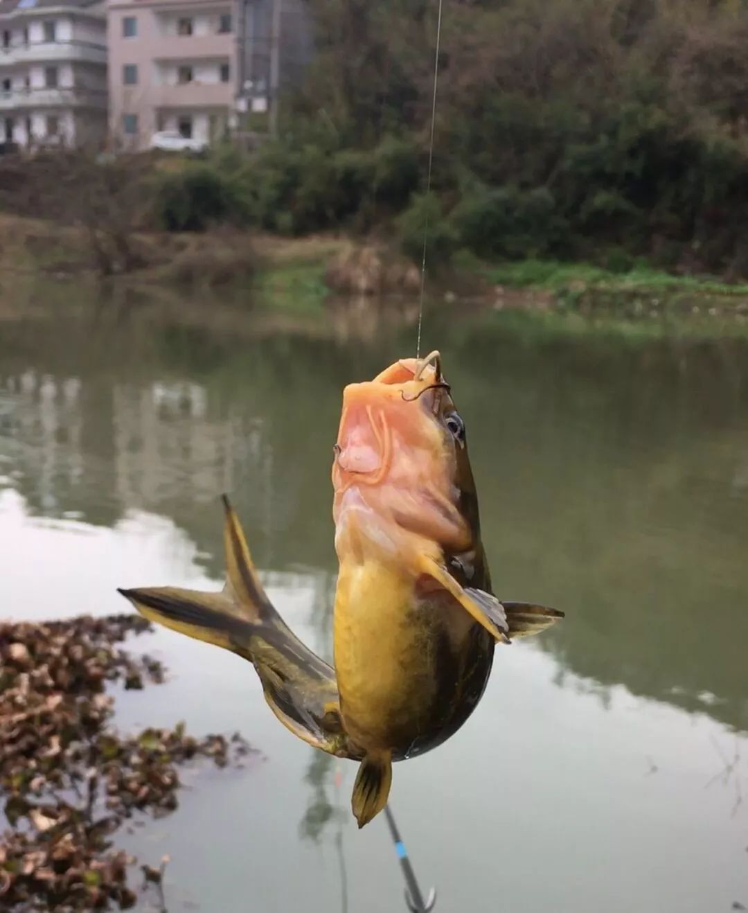 夜钓黄辣丁用什么打窝好?(大师推荐)