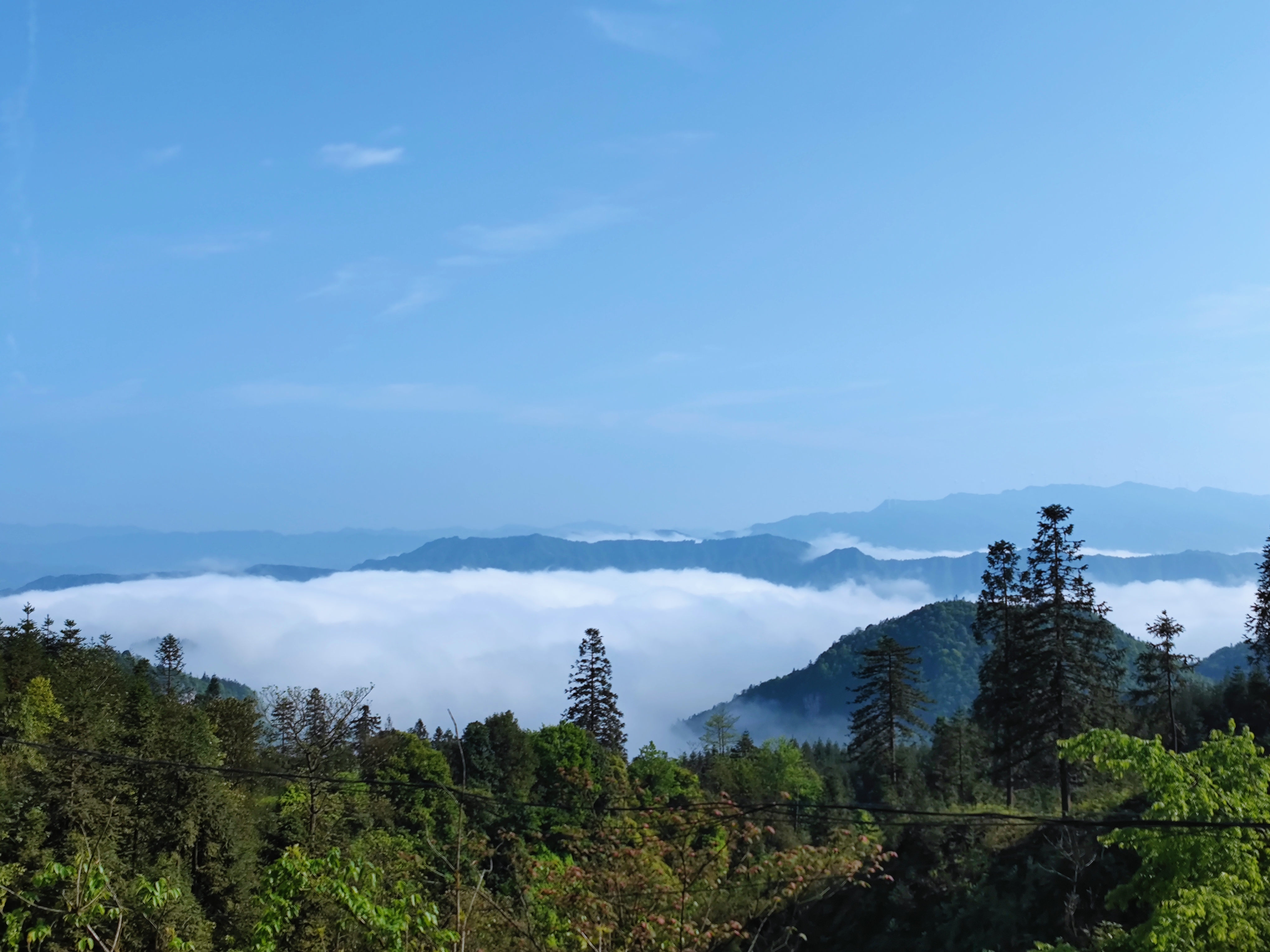 「创建天府旅游名县」古蔺箭竹:云上苗乡美如画