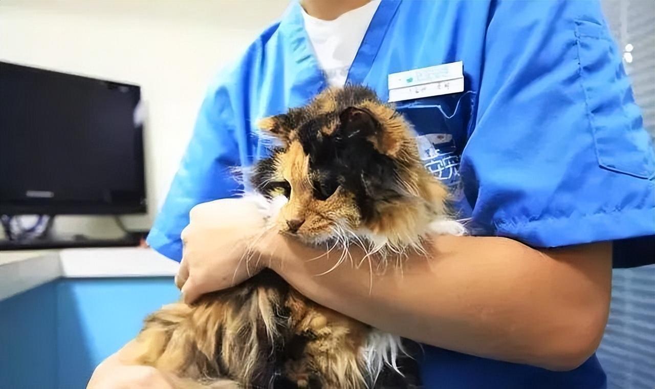 回顾最低10万元克隆去世宠物已成宠物界高端产业新型智商税吗