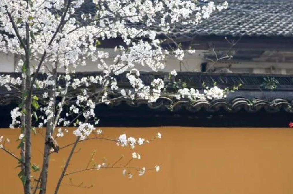 白居易抒情短诗《遗爱寺》,山光水色的无限美好浓缩在短短20字里