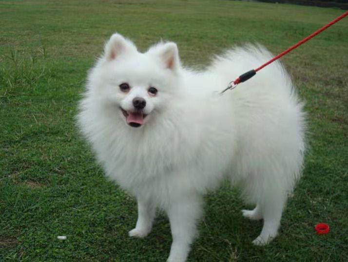 肠胃非常脆弱的银狐犬讨人喜欢,但为什么那么多人不会养它