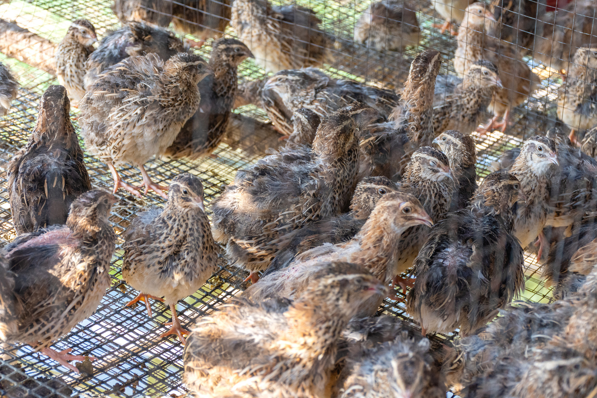 鹌鹑大肠杆菌用什么药?鹌鹑大肠杆菌病的原因和治疗方案,收藏!