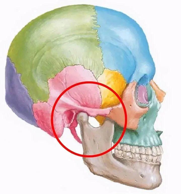 颞下颌关节脱位示意图图片