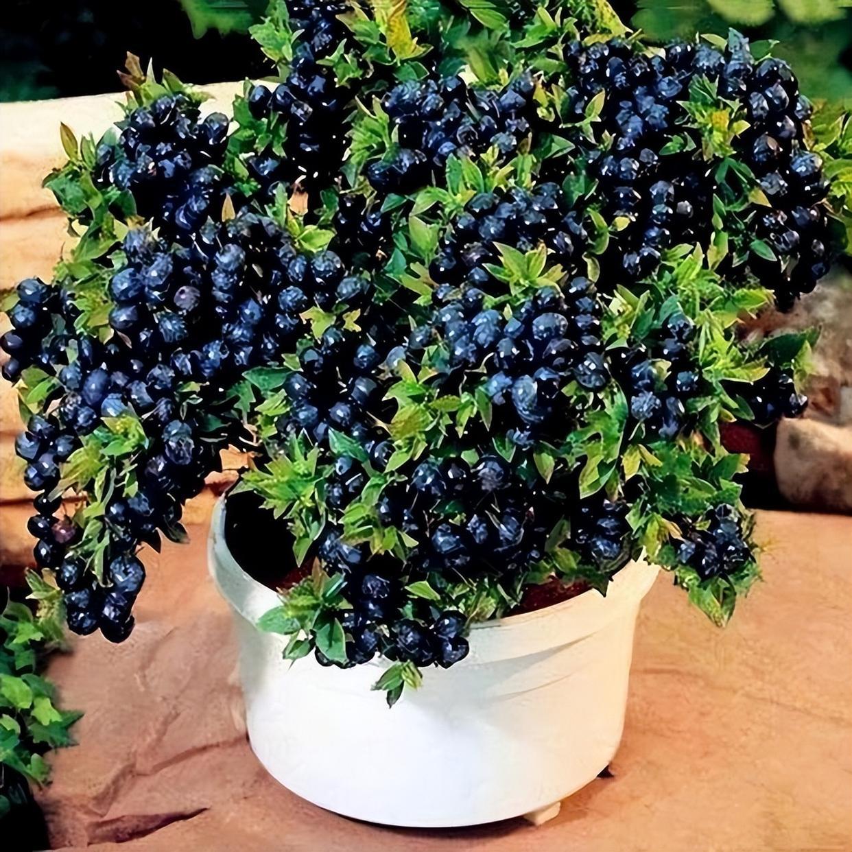 盆栽蓝莓,好养结果多,富含"花青素",值得种上几株