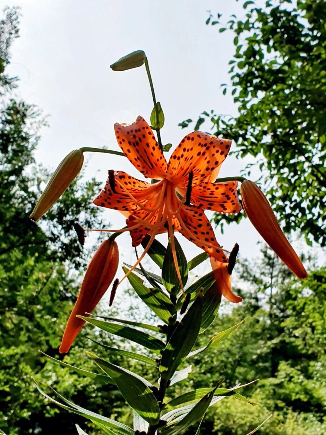 卷丹百合怎么养?盆栽卷丹百合的养殖方法和注意事项!