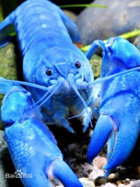 英国渔民捕获罕见蓝色龙虾,几率仅为两百万分之一