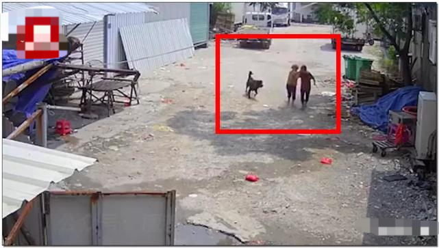 福建恶犬咬死老太太后续:狗主赔偿30万,恶犬已被击毙!