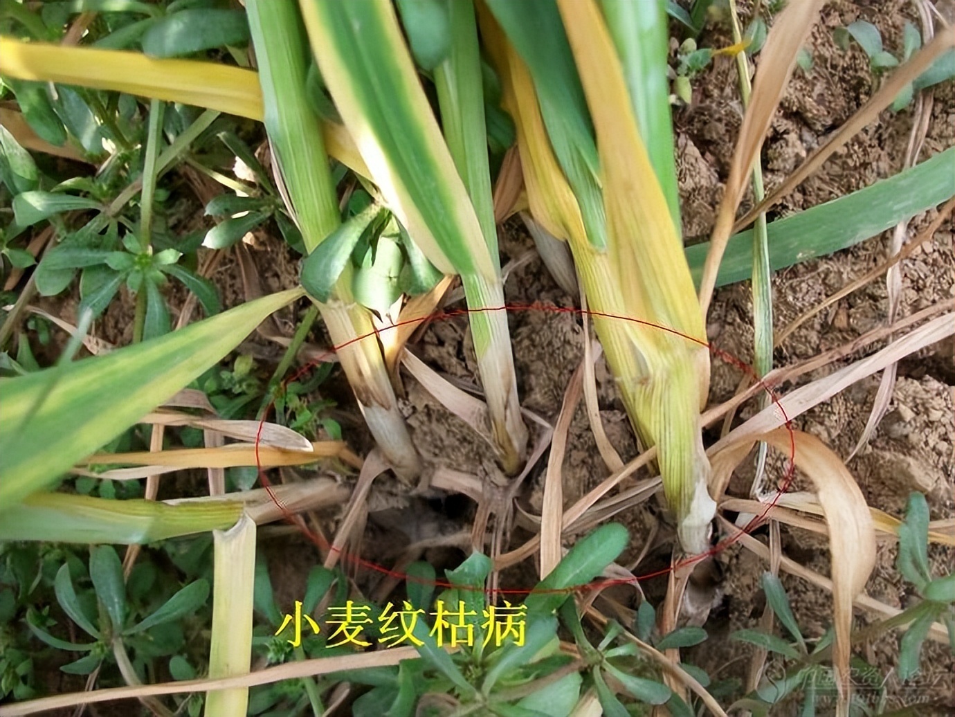 小麦纹枯病等病虫发生动态与防治技术意见