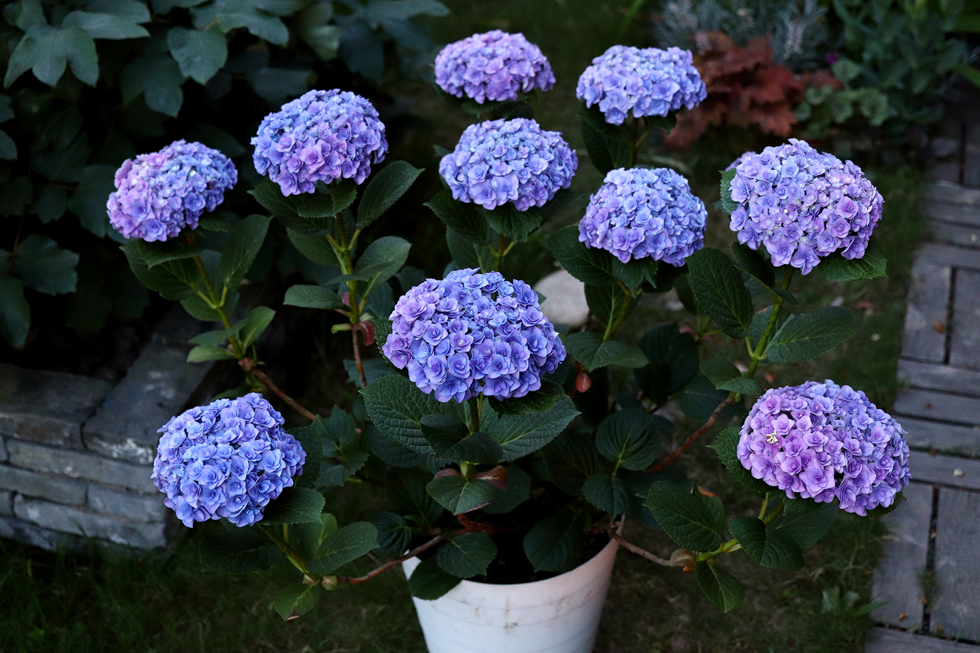 妖精之吻,绣球界的颜值担当,花大色美,三季有花开,阳台也能栽