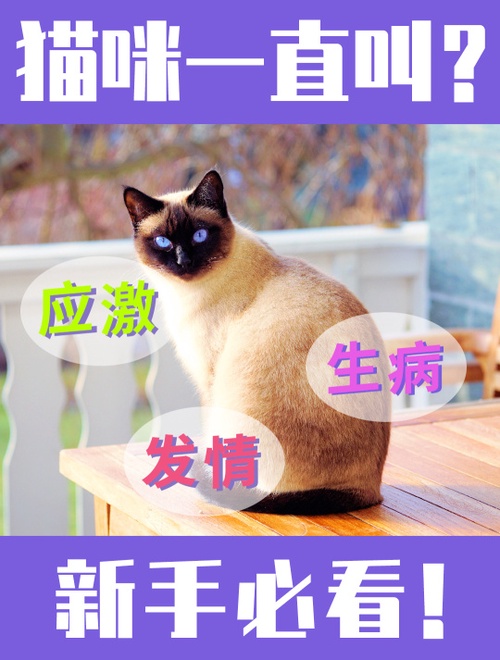 猫为什么总叫