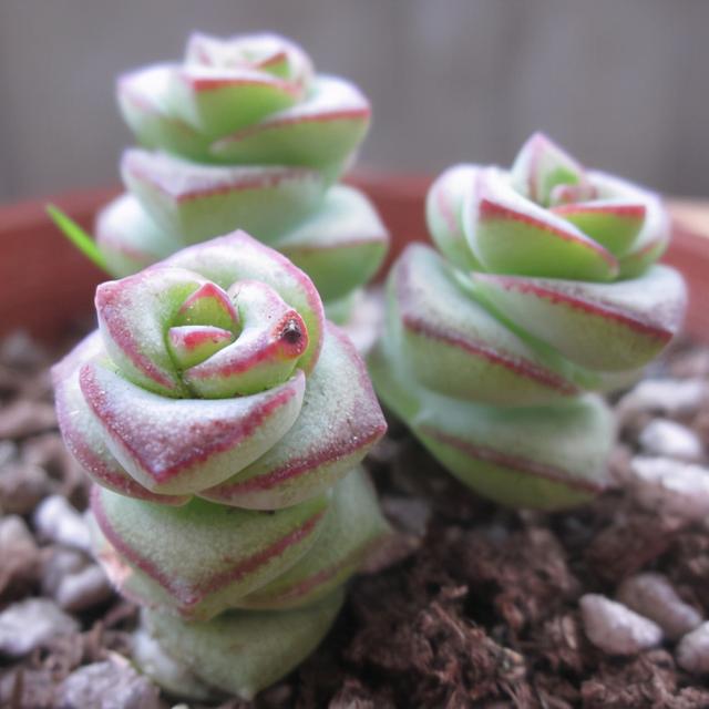 多肉钱串黄叶怎么办?