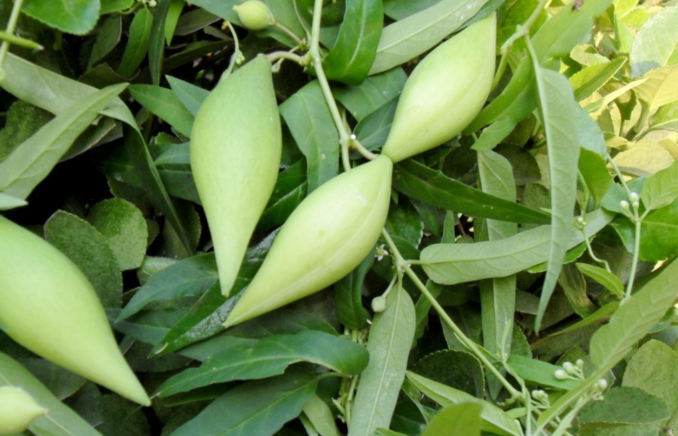 地瓜,又称羊奶瓜,有3个益处,农民朋友请及时了解!