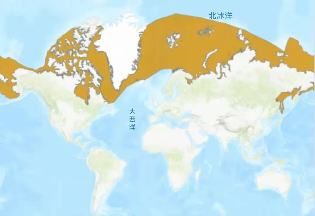分布区域:北冰洋,北大西洋及北太平洋寒冷海域iucn濒危物种红色名录列