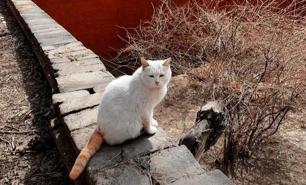 五台山上突现粉色猫咪,全身上下被涂满"颜料",到底谁在乱来?