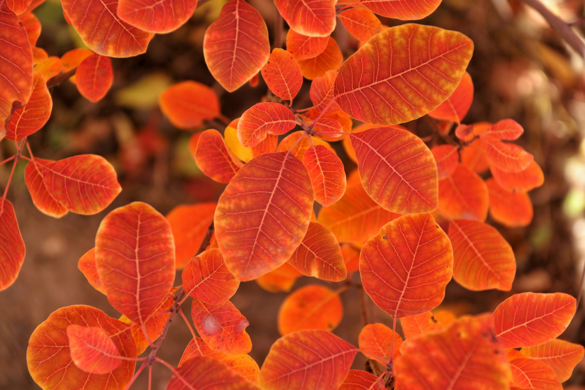 [原文:黄栌盆景的大忌