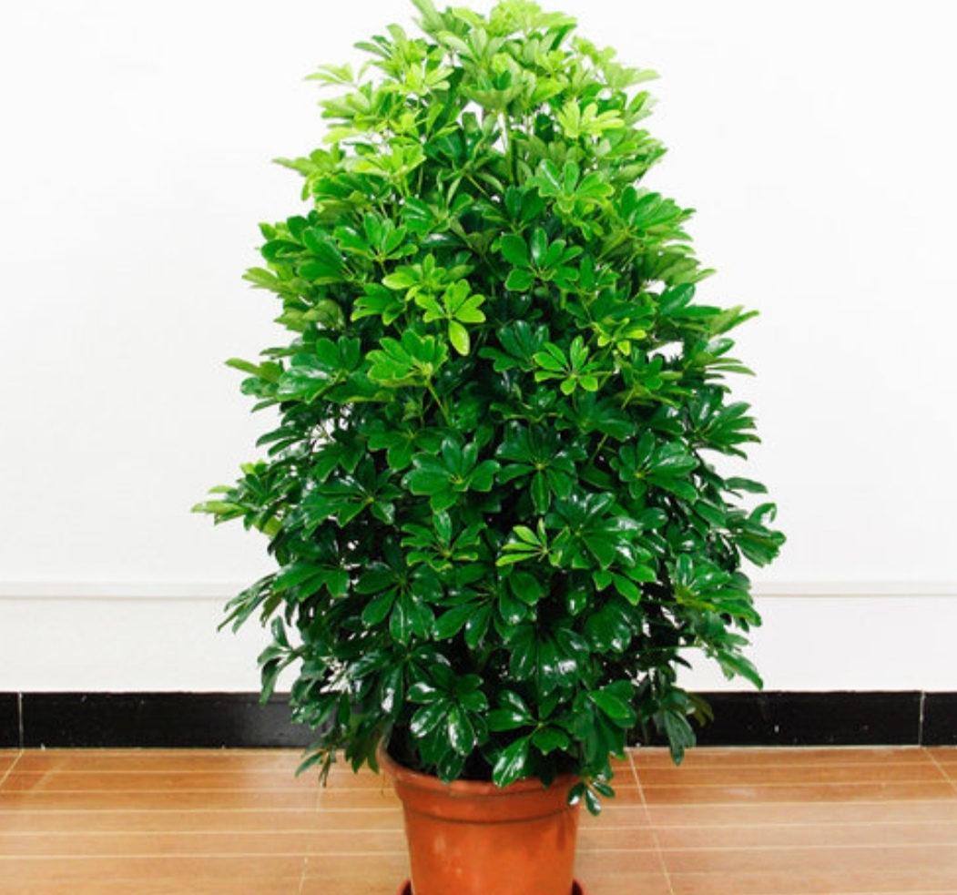 夏天养鸭脚木,掌握4个养护"小技巧",树型美观,长得旺