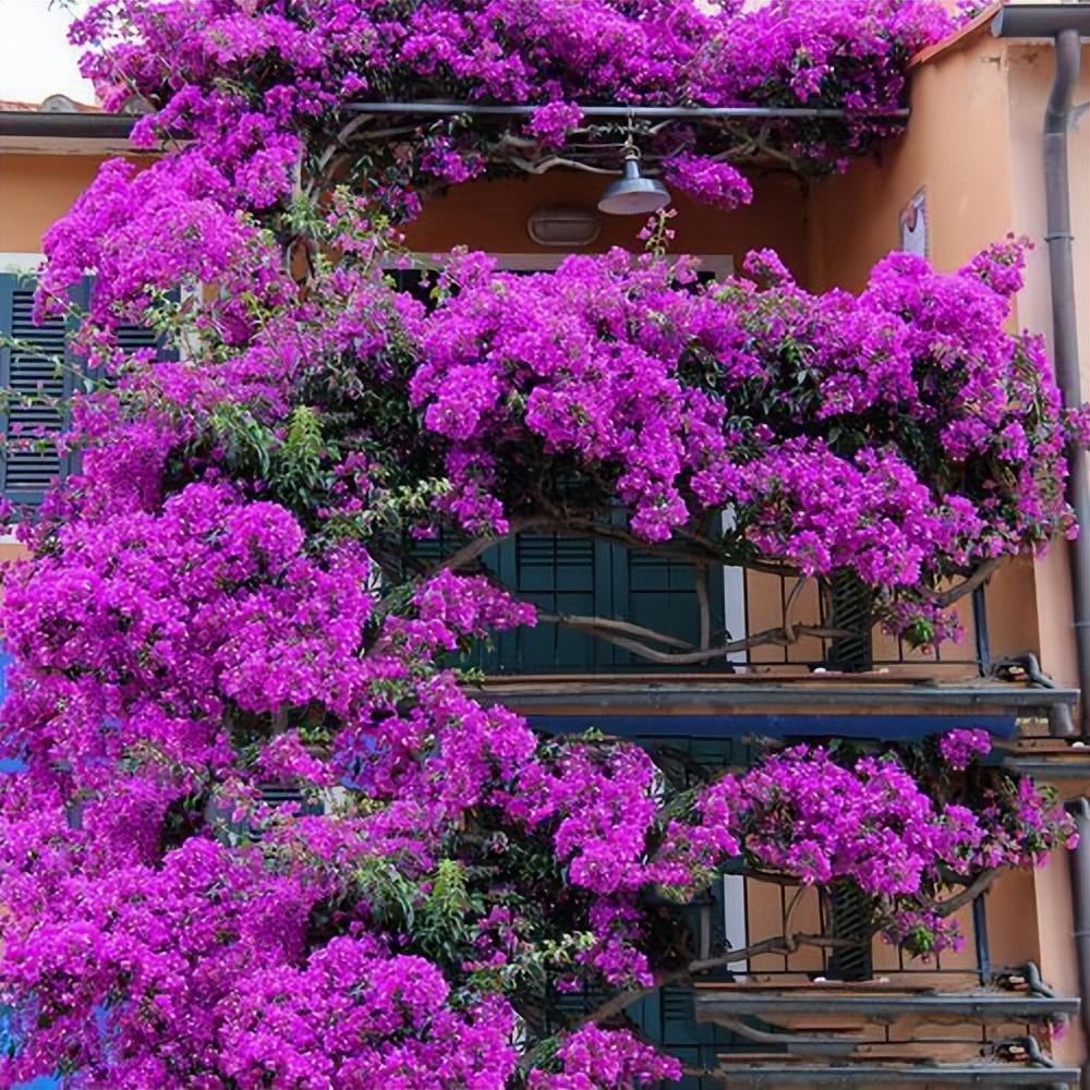 此花爬藤能力强,花色娇艳可爱,种植简单易上手,适合新人