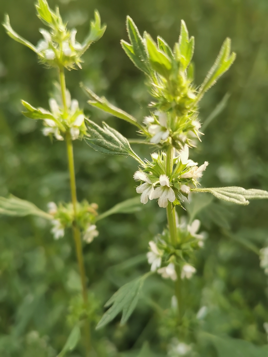 农村常见植物夏至草,它有什么用途及其功效!