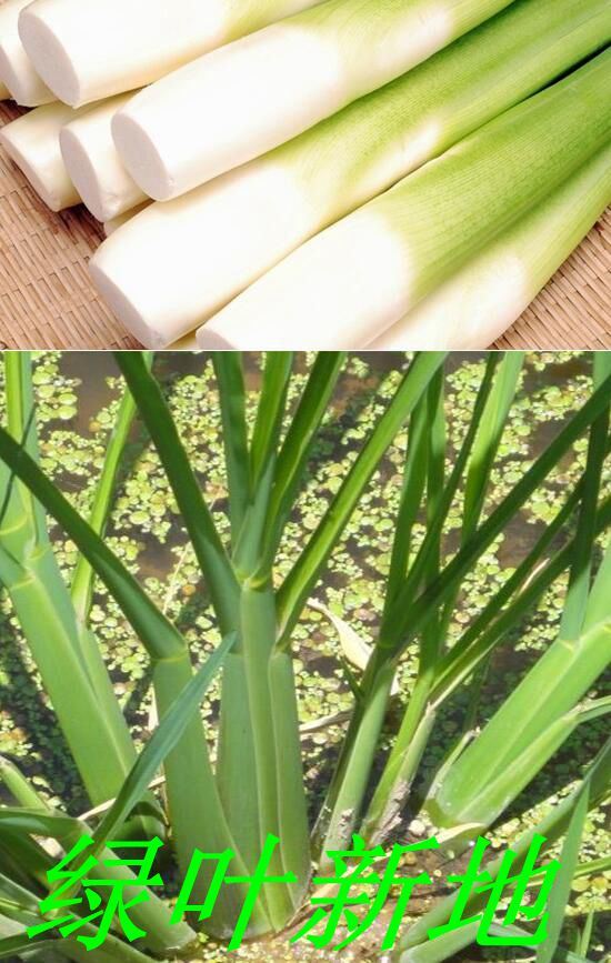 茭白:苗期/促根壮苗/促进孕茭/促膨大提早上市/应用参考技术