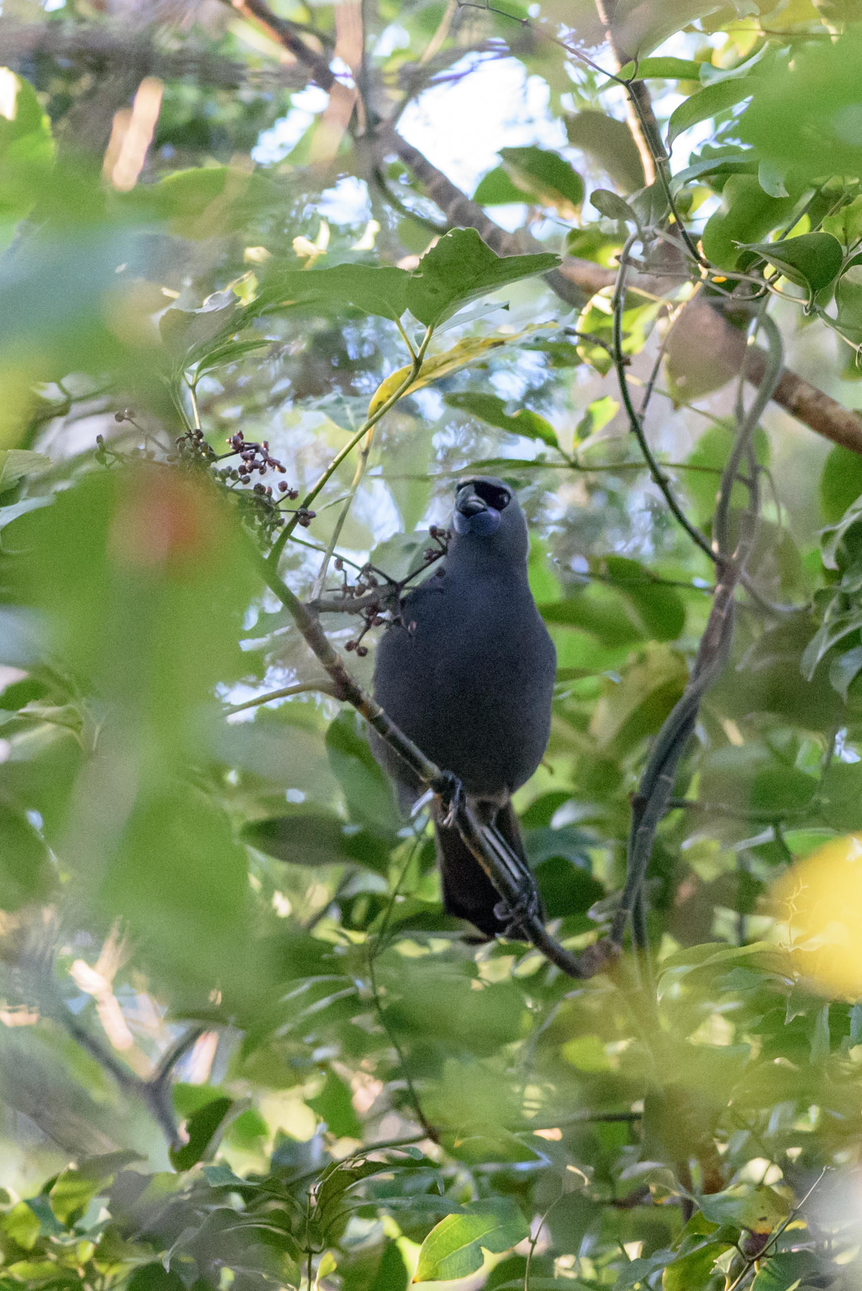 新西兰本土珍稀鸟类北岛冠鸦数量大增(1)
