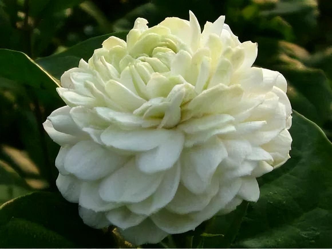 虎头茉莉——优秀的阳台盆栽花,花大芬芳颜值高,皎洁如月光