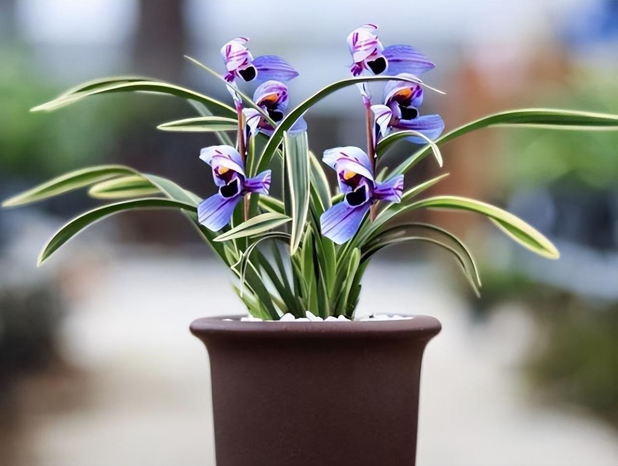 犹如"仙境之花"紫月荷,花开荷瓣,花香馥郁,养护简单,好养活