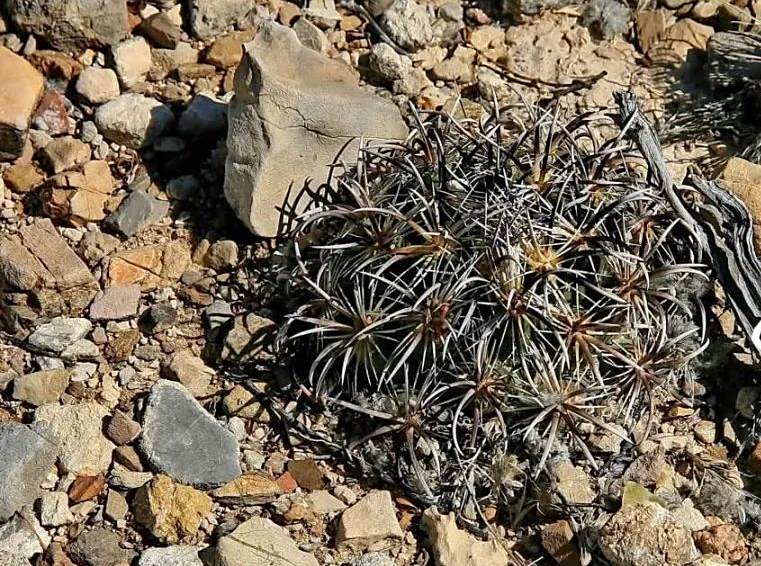 仙人球凤舞介绍