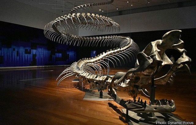 5500万年前,地球一次高烧孕育史上最大的蛇,形成原因或再现