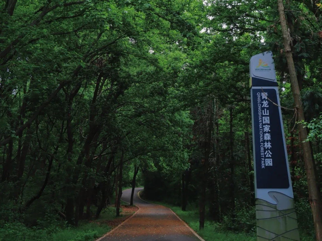 江夏青龙山森林公园图片