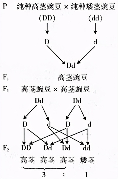 回顾人类禁止近亲繁殖,为什么却让狗回交?甚至品种越纯越好?