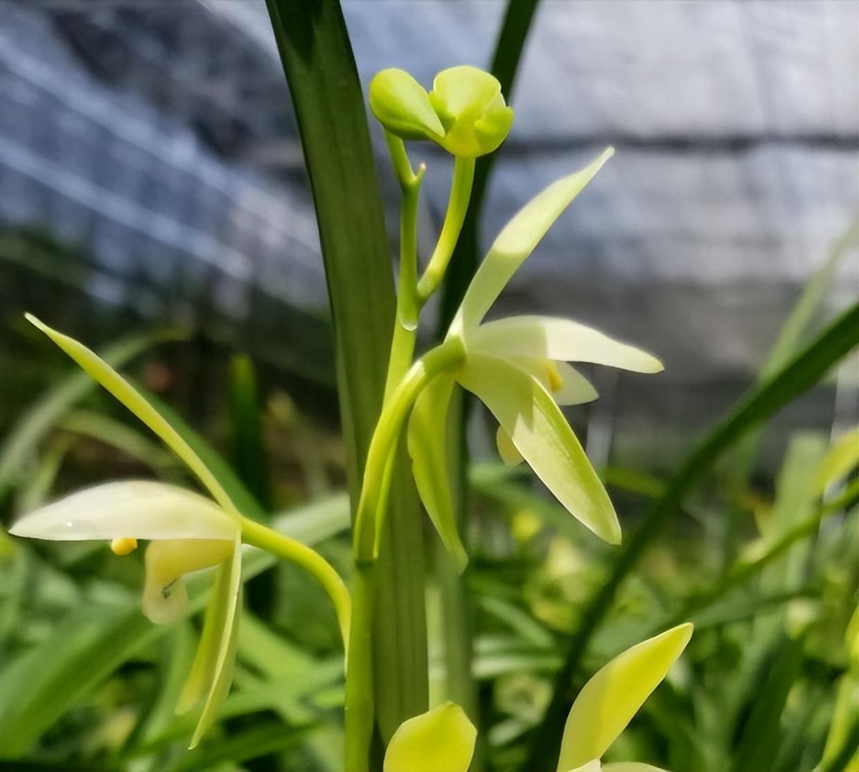 建兰里的素花:大凤素兰花,颜色纯正,香气浓,养护技巧如下