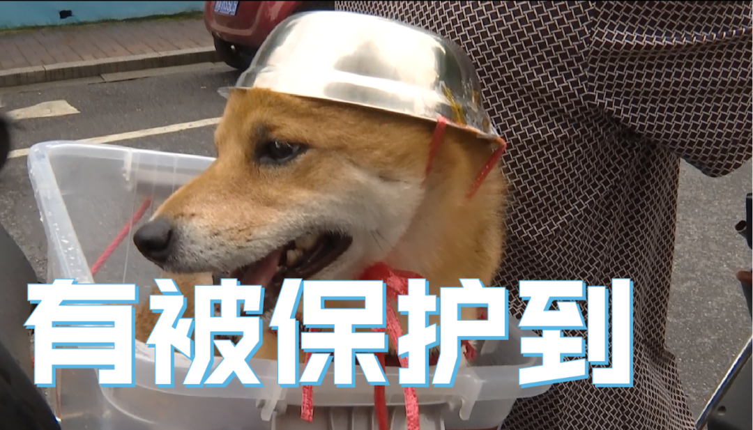 推荐为了骑行安全,连狗狗都戴头盔了!表情包火遍全网,网友:太可爱
