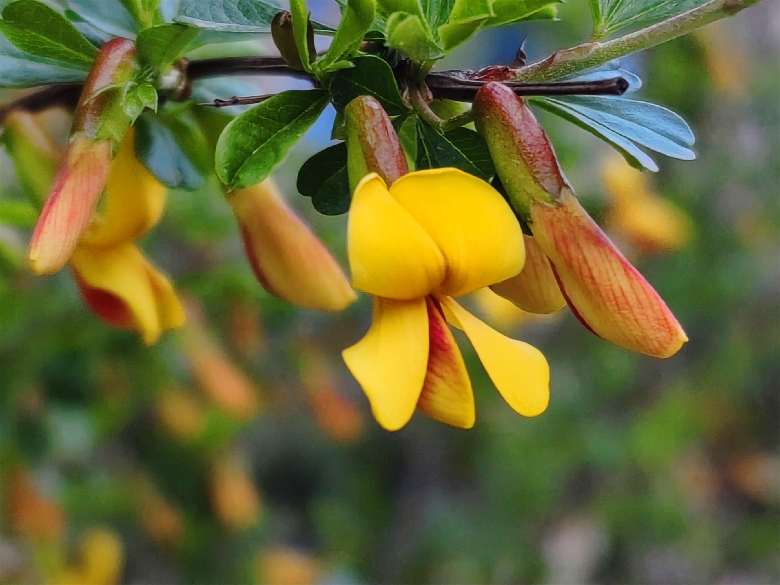 "金雀"登枝报喜来(组图)