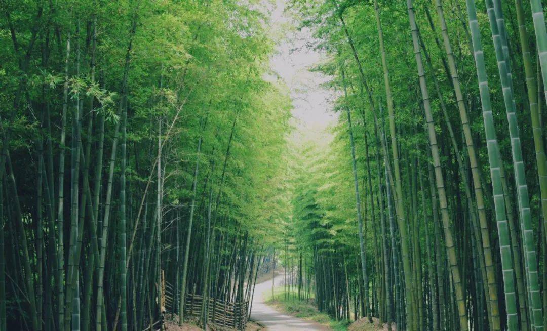 成都万亩竹林中,藏有一座冷门道观,是张天师弘道的第一个治所