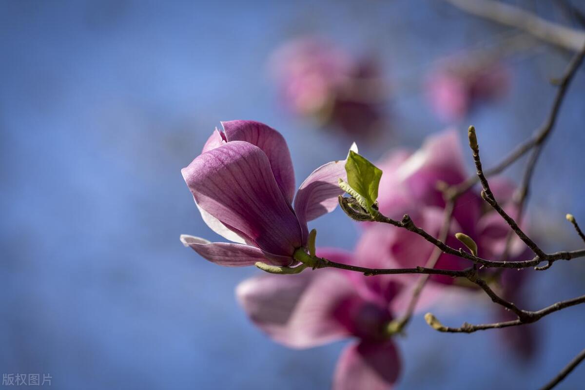 辽宁本溪市的市花——天女花