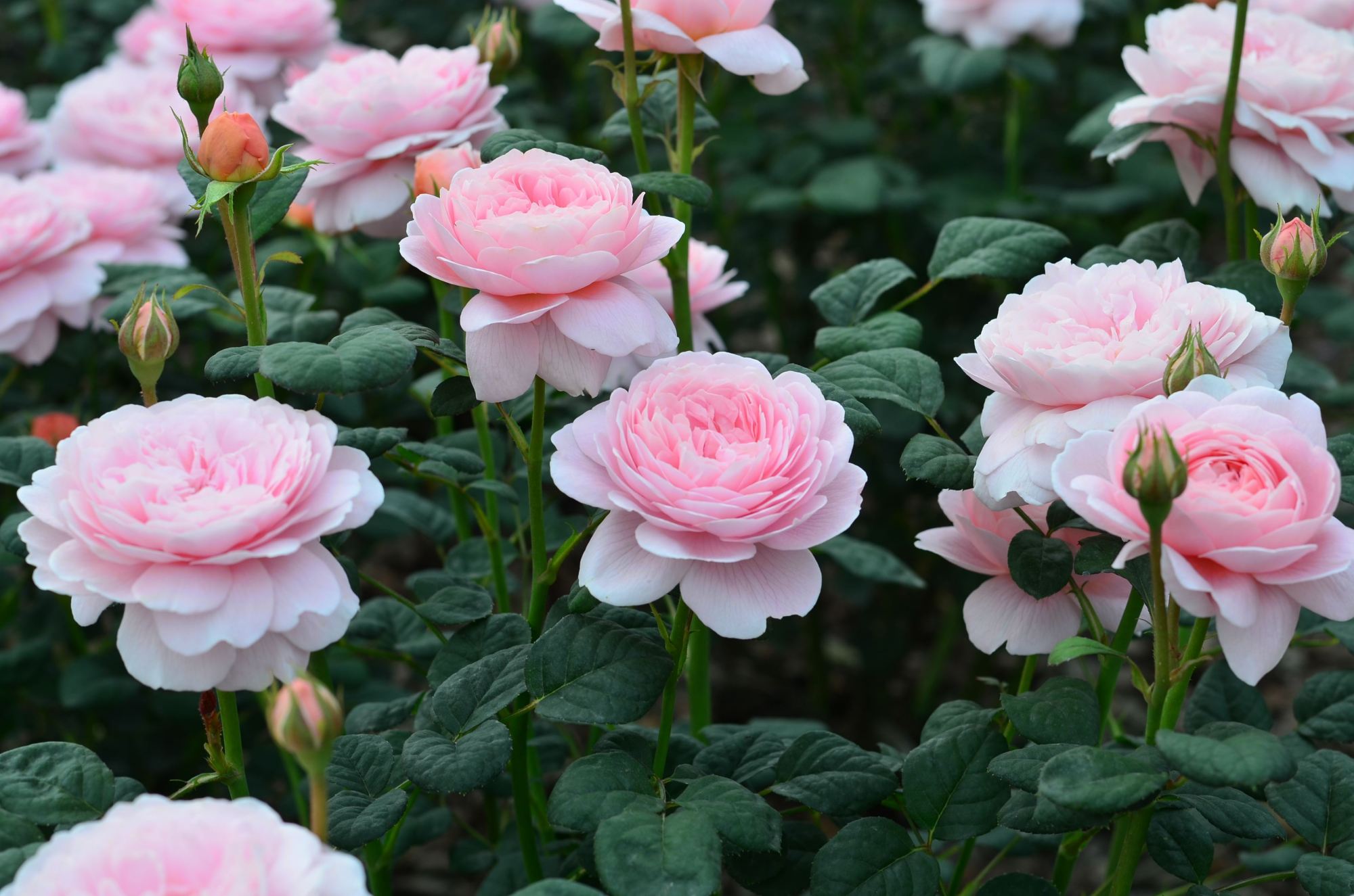 瑞典女王—月季界的颜值担当,又仙又美,皮实好养活,你值得拥有