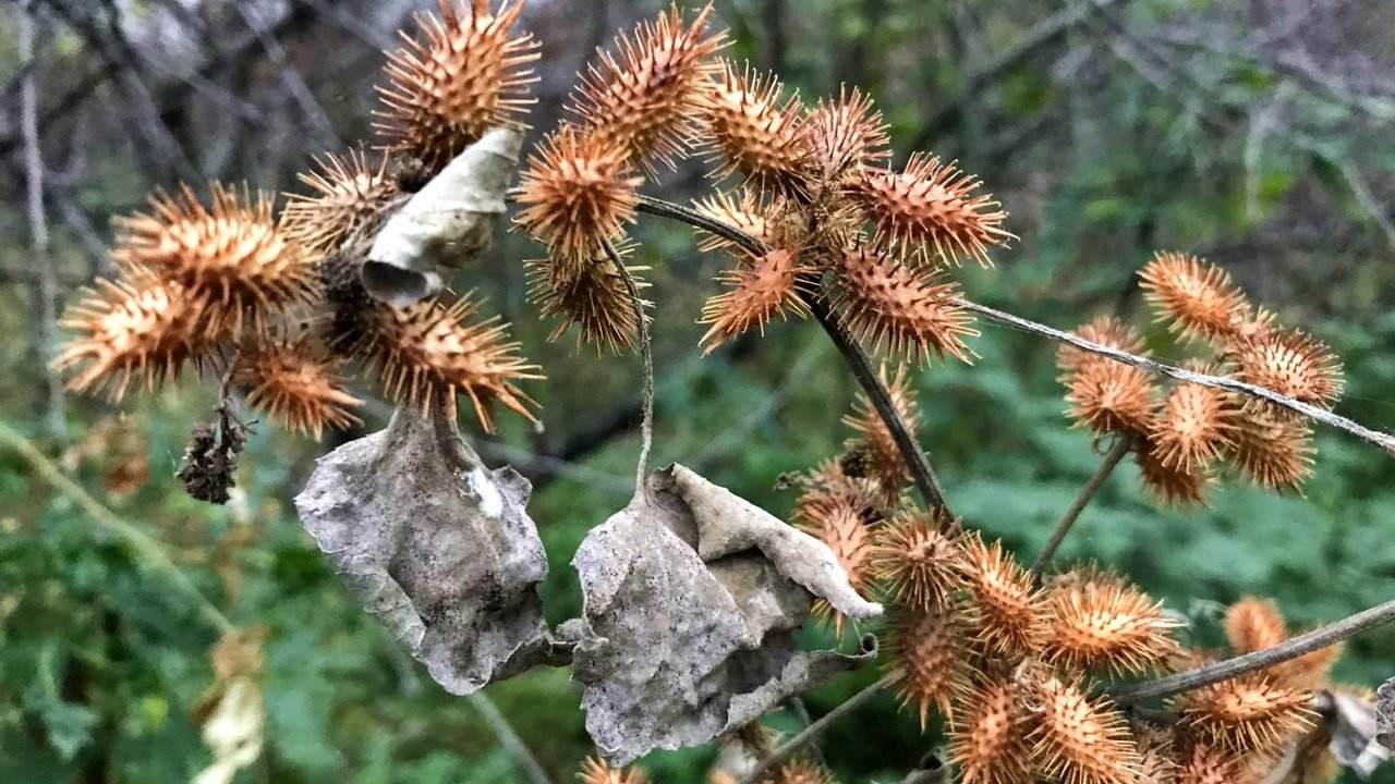 苍耳图片 植物中毒图片