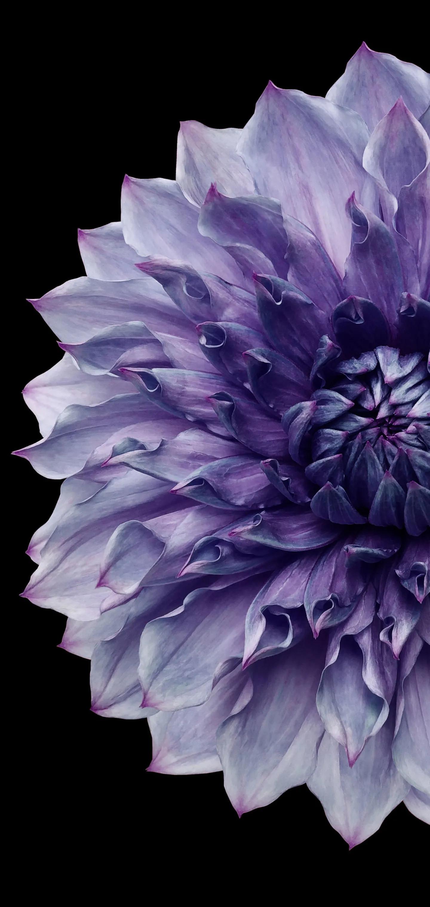 1440_3040竖版 竖屏