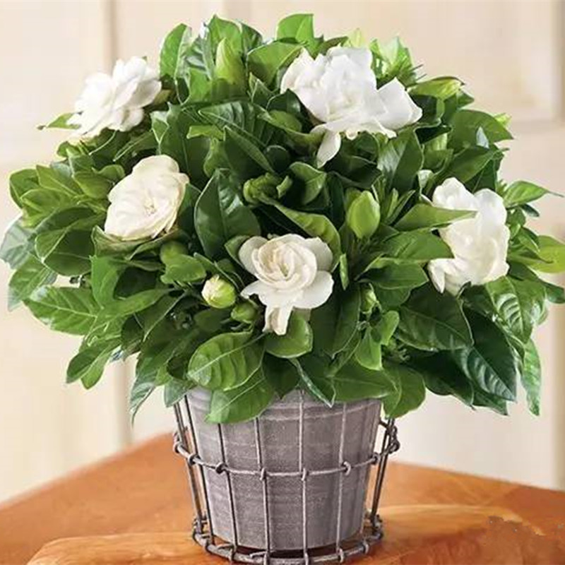 只要学会这3招,栀子花不黄叶,也不掉花骨朵了,花也越开越多!