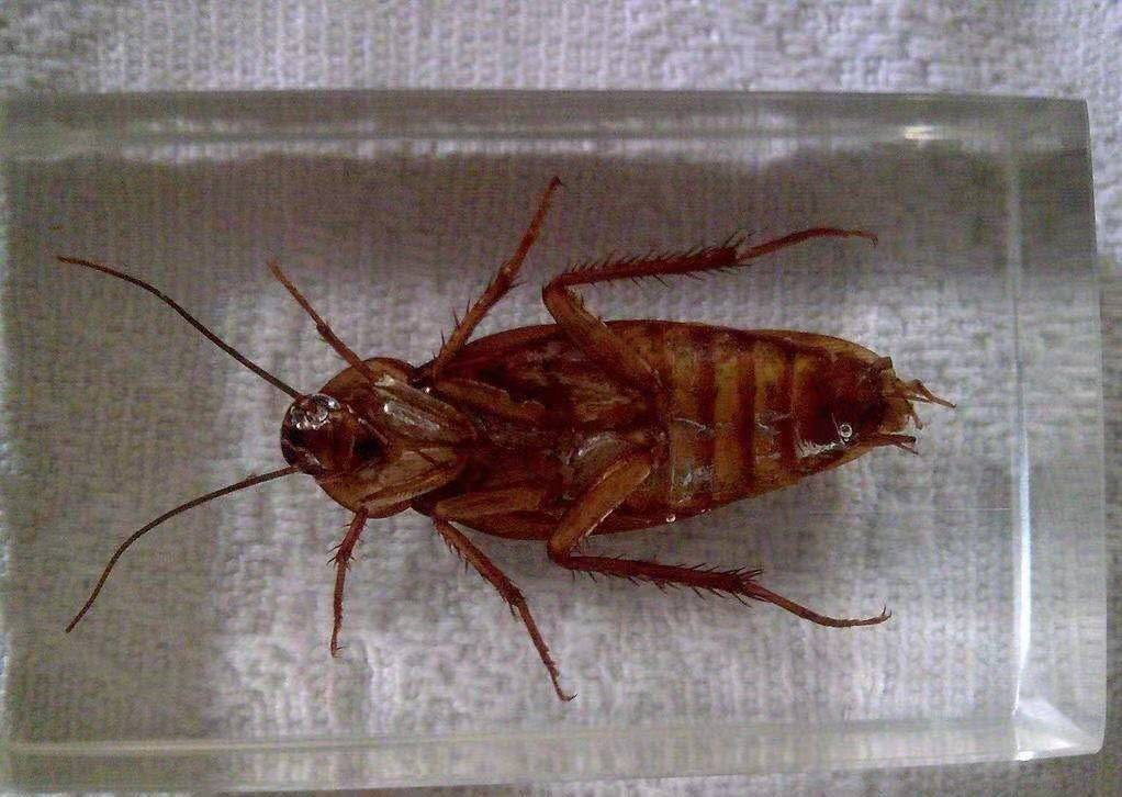 蟑螂养殖场背后的奥妙,利润丰厚,可应用于多个行业,有巨大价值