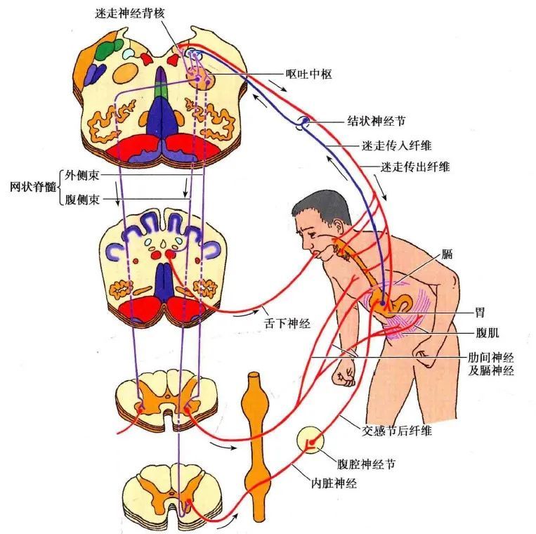 脊髓自主反射图片