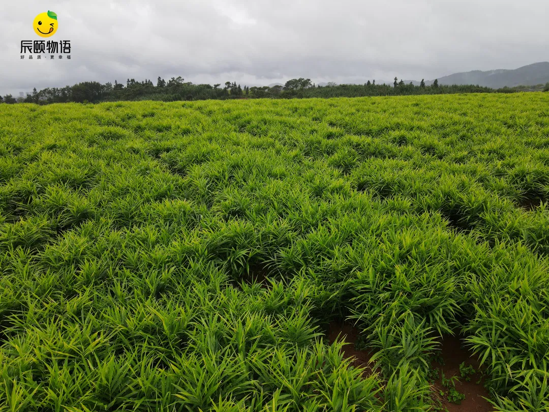 辰颐物语:云南小黄姜——新鲜现挖,健康美味不"姜"就