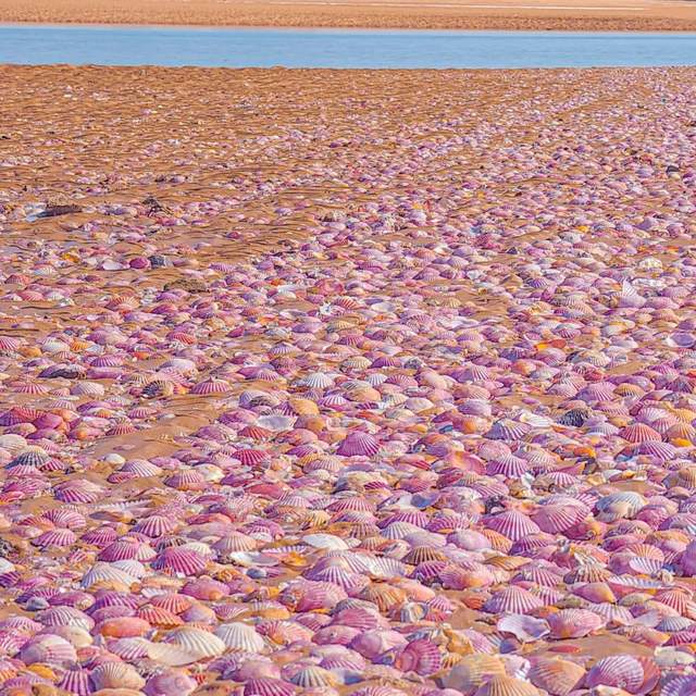 粉色沙滩位置:山东省烟台市莱山区滨海东路与海河西路交叉路口往东约